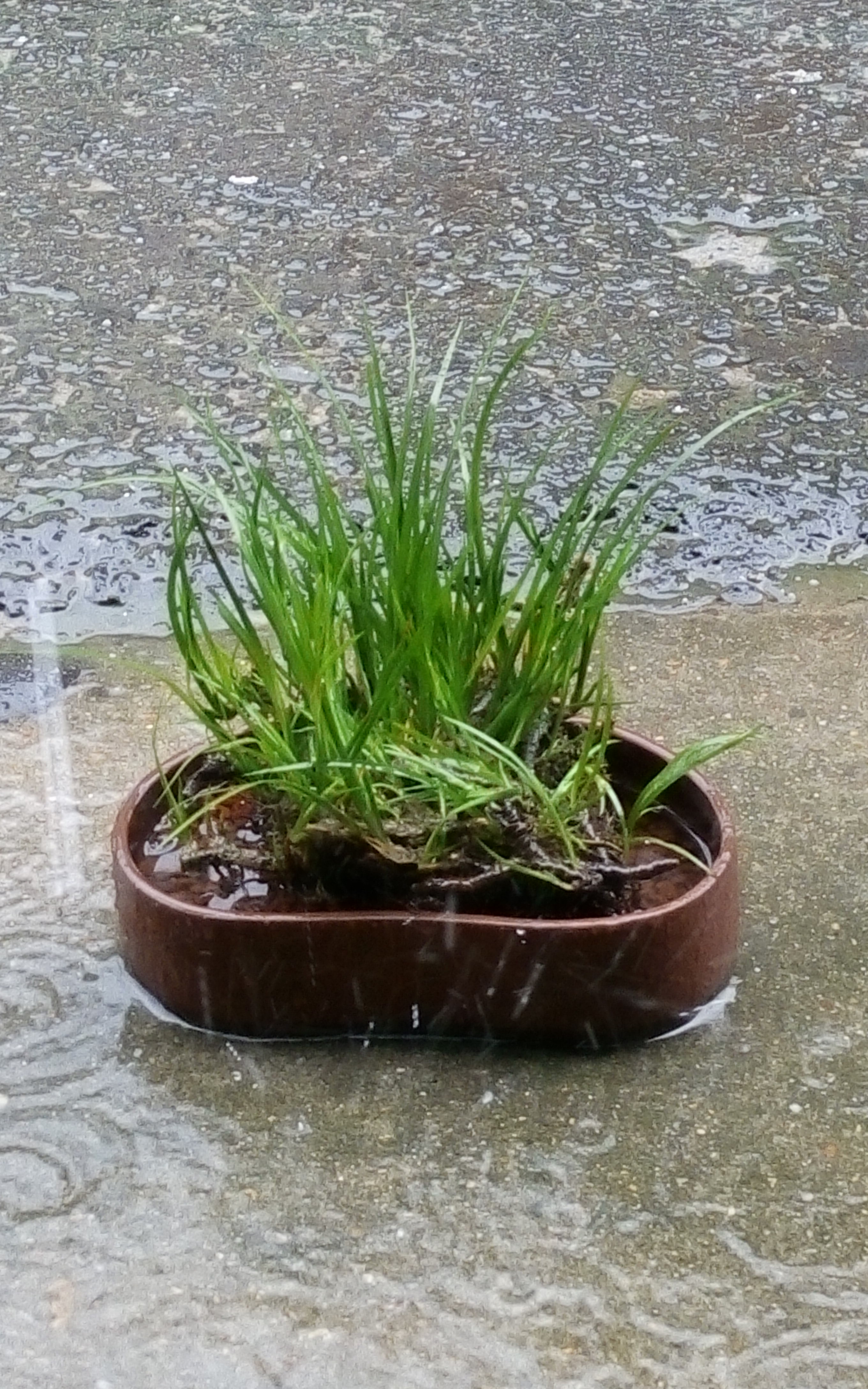 老盆菖蒲