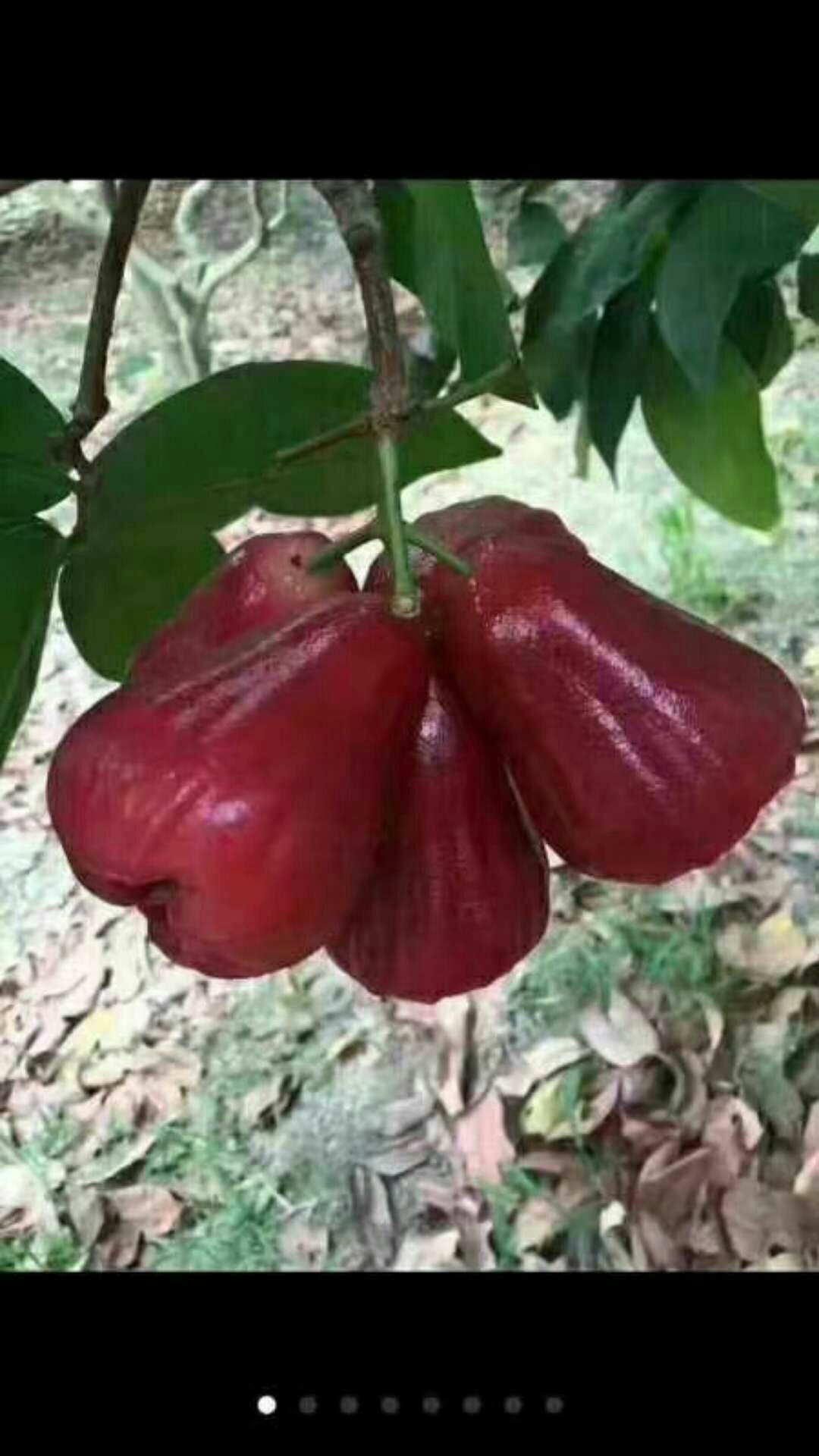 黑金刚莲雾