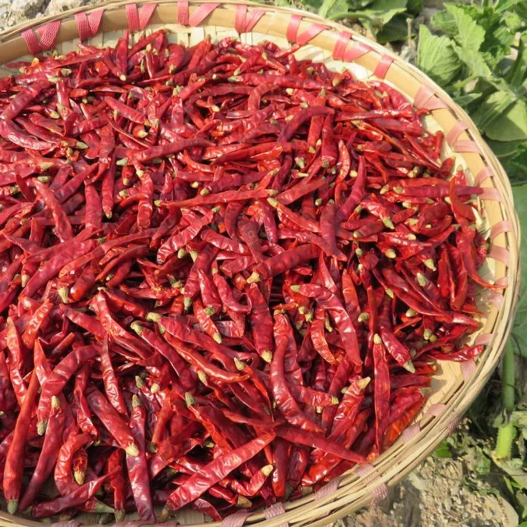 冀州周村特产天鹰椒 1.5kg袋装