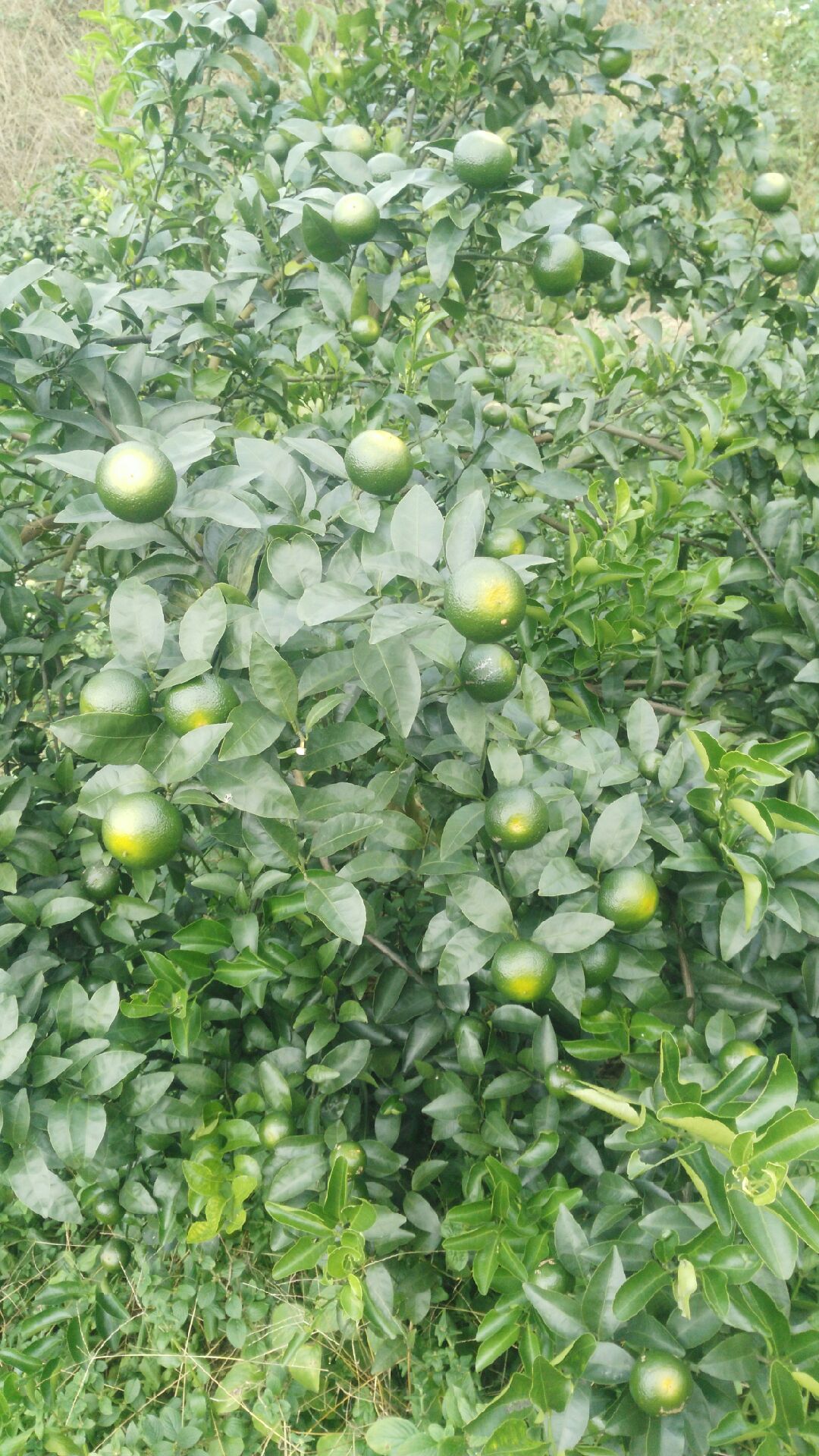 青皮蜜桔几月份成熟采摘(青皮蜜桔是哪里的特产)