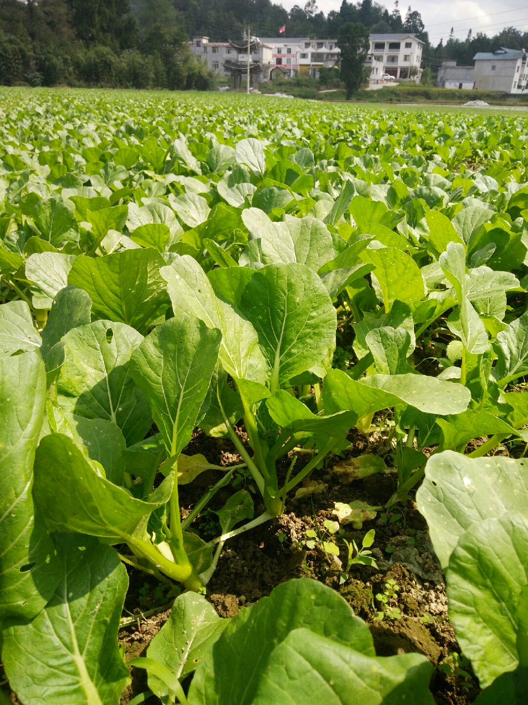 菜心600斤起批发