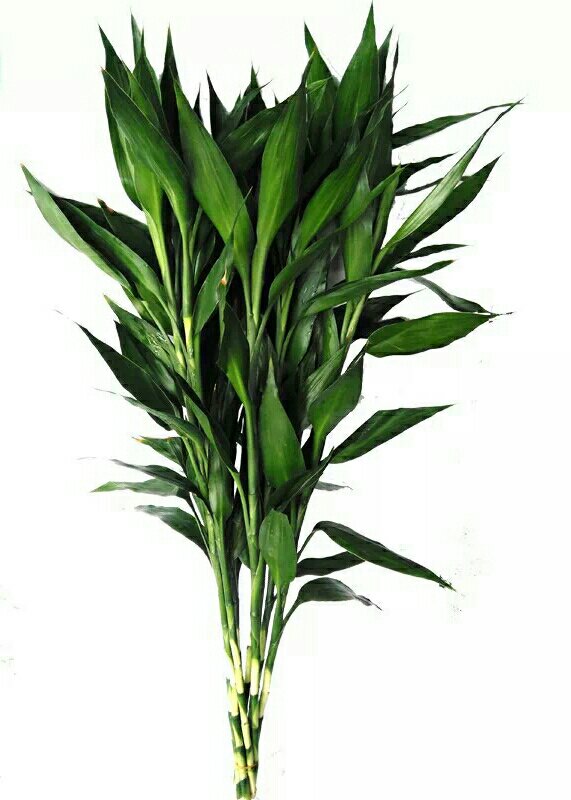 富贵竹大叶竹办公室桌面客厅水培植物净化空气