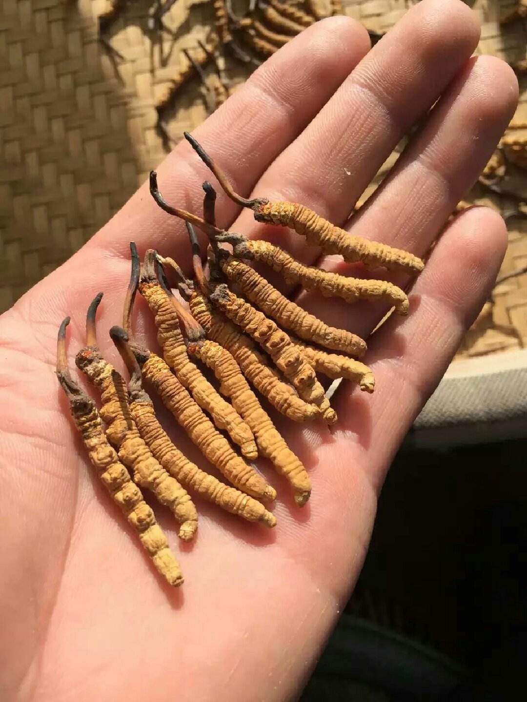 西藏那曲野生冬虫夏草,提高免疫力,有效防止癌症,有效治疗癌症,假一赔