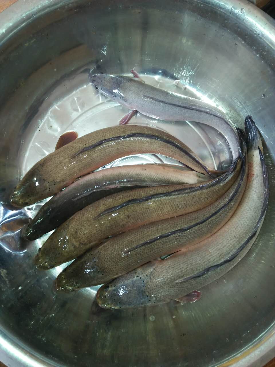 白沙乌江鱼图片